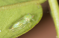 Platycorypha nigrivirga