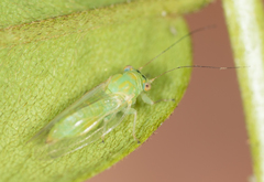 Platycorypha nigrivirga