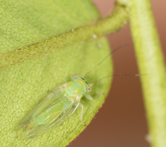 Platycorypha nigrivirga