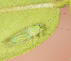 Platycorypha nigrivirga