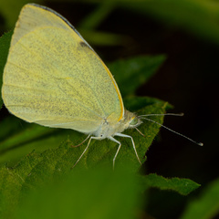 Pieris mannii