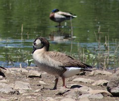 Anser anser × Branta canadensis