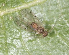 Ectopsocus californicus