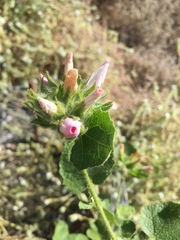 Malacothamnus lucianus
