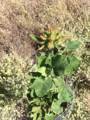 Malacothamnus lucianus