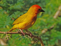 Ploceus bojeri
