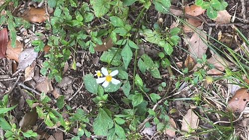 Bidens pilosa observed 2026-10-30