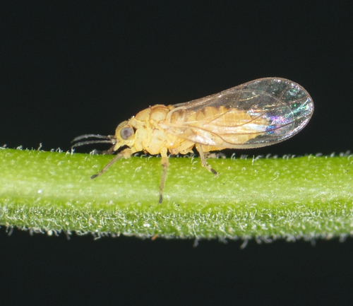 Peppertree Psyllid photo 4