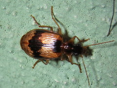 Lebia fuscata