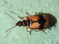 Lebia fuscata