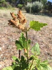 Malacothamnus involucratus