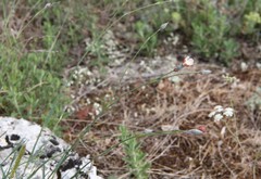 Dianthus marschallii