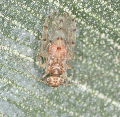 Ectopsocus californicus