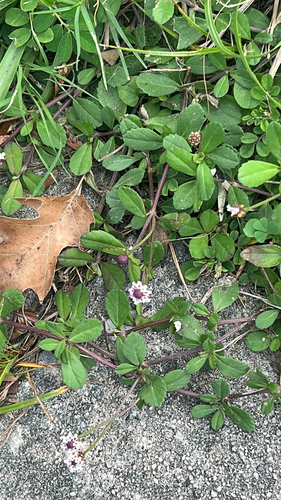 Phyla nodiflora observed 2026-10-30
