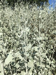 Malacothamnus abbottii