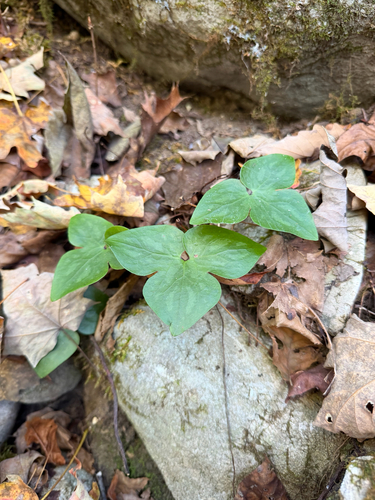 Hepaticae observed 2026-10-30