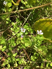 Bacopa rotundifolia