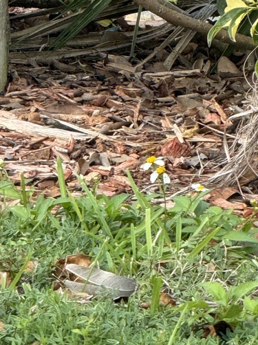 Bidens pilosa observed 2026-10-30