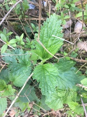 Urtica dioica