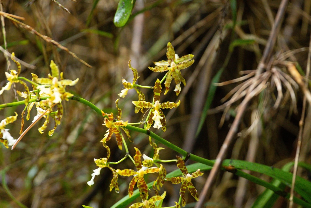 Oncidium manuelariasii