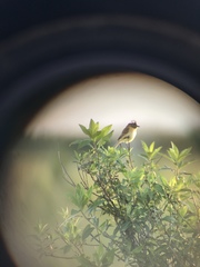 Polystictus pectoralis