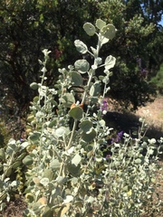 Malacothamnus jonesii