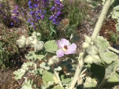 Malacothamnus fremontii cercophorus