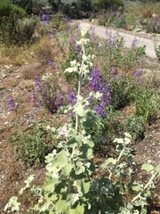 Malacothamnus fremontii cercophorus