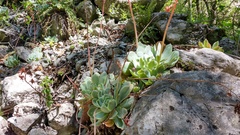 Echeveria simulans