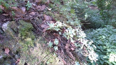 Sedum palmeri