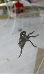 Promachus painteri