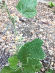 Malacothamnus clementinus