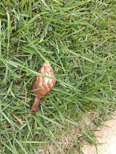 Lissachatina fulica observed 2026-10-30