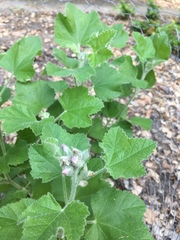 Malacothamnus clementinus