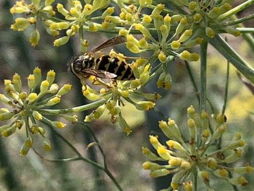 Vespula pensylvanica observed 2026-10-30