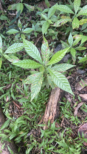 Psychotria observed 2026-10-30