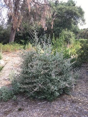 Malacothamnus arcuatus