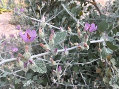 Malacothamnus arcuatus