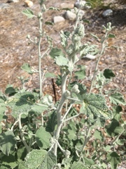 Malacothamnus arcuatus