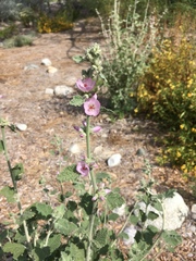 Malacothamnus arcuatus