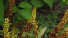 Rumex dentatus