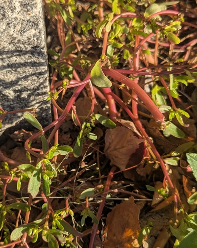 Portulaca oleracea observed 2026-10-29