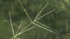 Digitaria heterantha