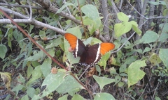 Siproeta epaphus epaphus