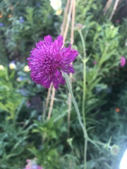 Knautia arvensis