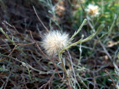 Baccharis tenella