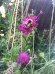 Bombus