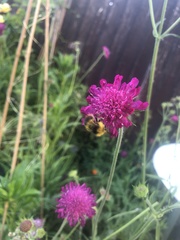 Bombus