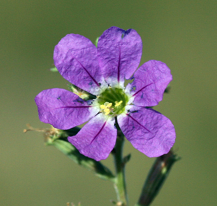 Lythrum bryantii