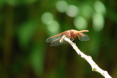 Dythemis rufinervis